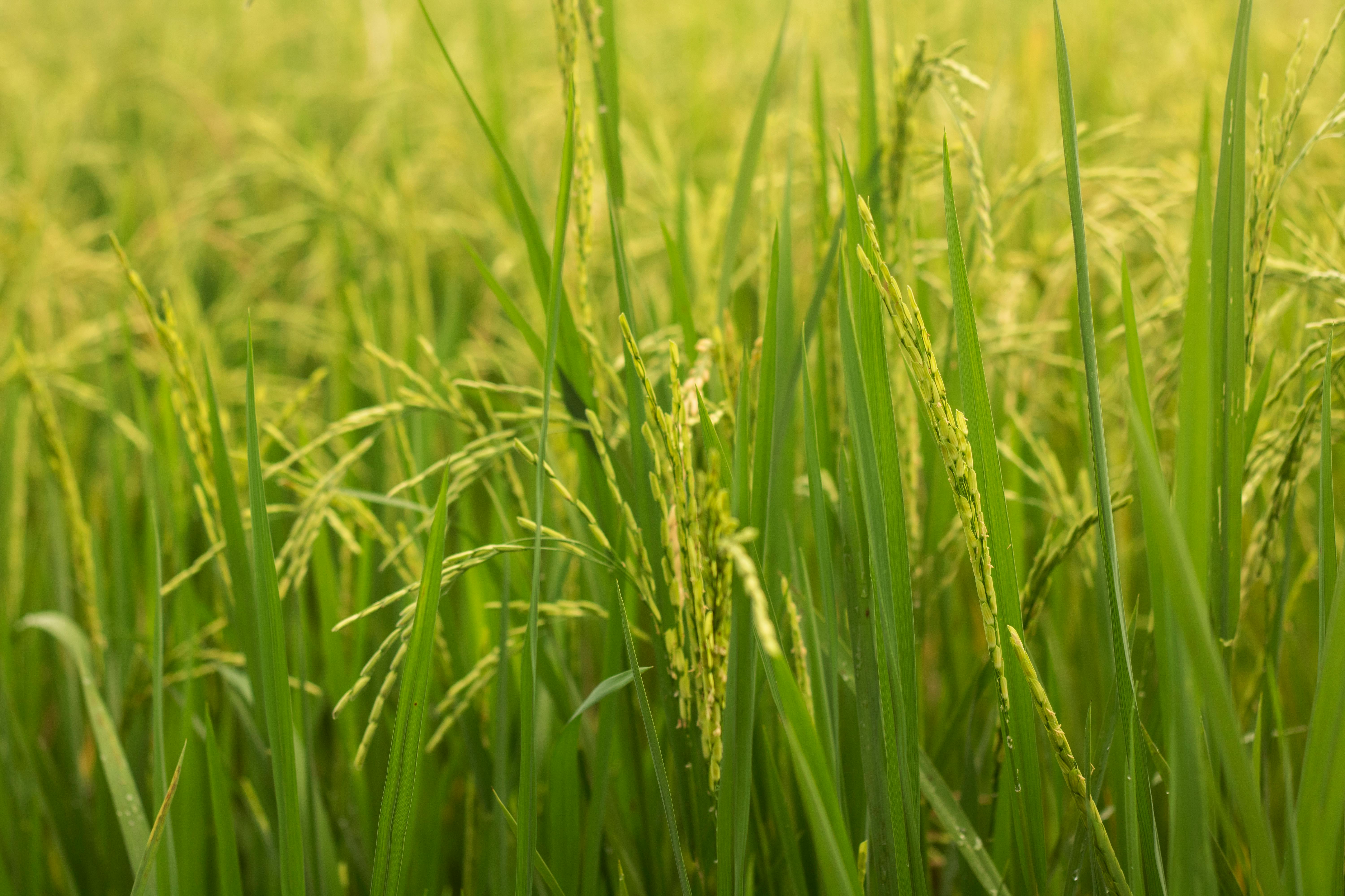 1121 Basmati Rice — Pakistan's Most Exported Rice Variety: Complete Guide 2026
