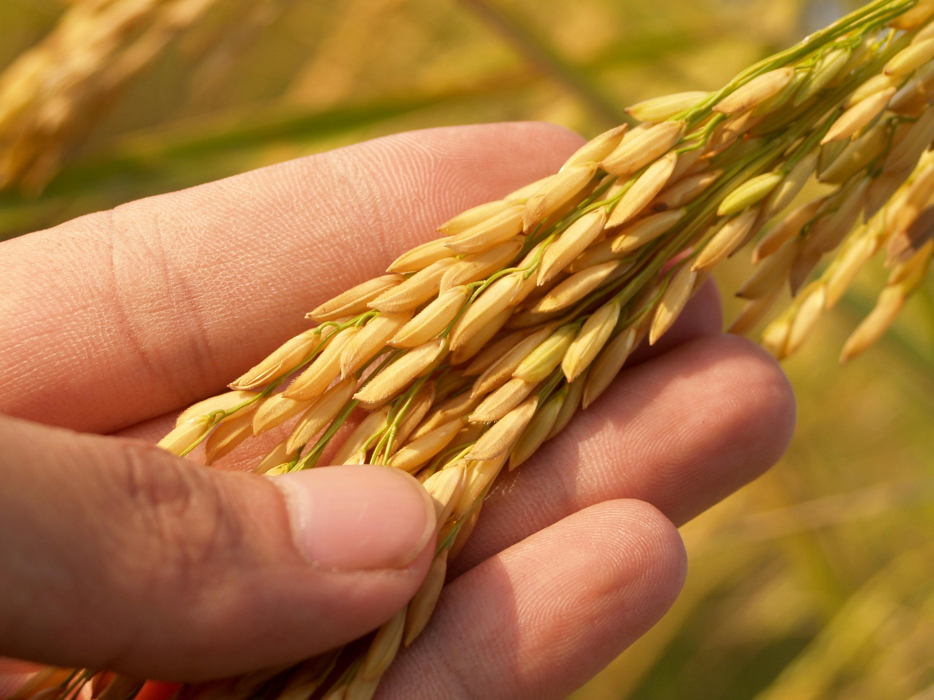 What is Brown Rice Called in Pakistan? Complete Guide 2026