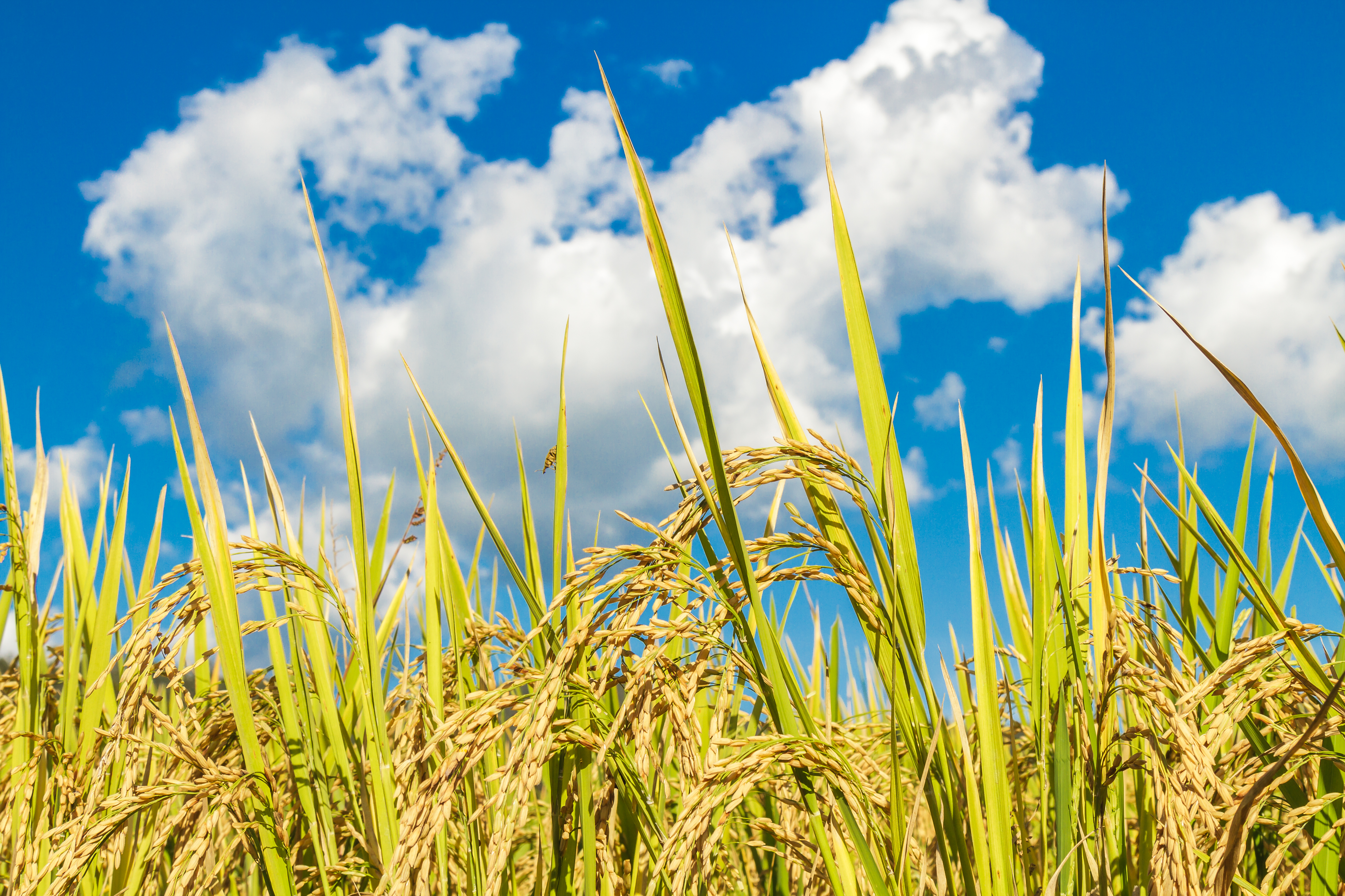 Best Basmati Rice in Pakistan (2026) – Complete Buyer's Guide