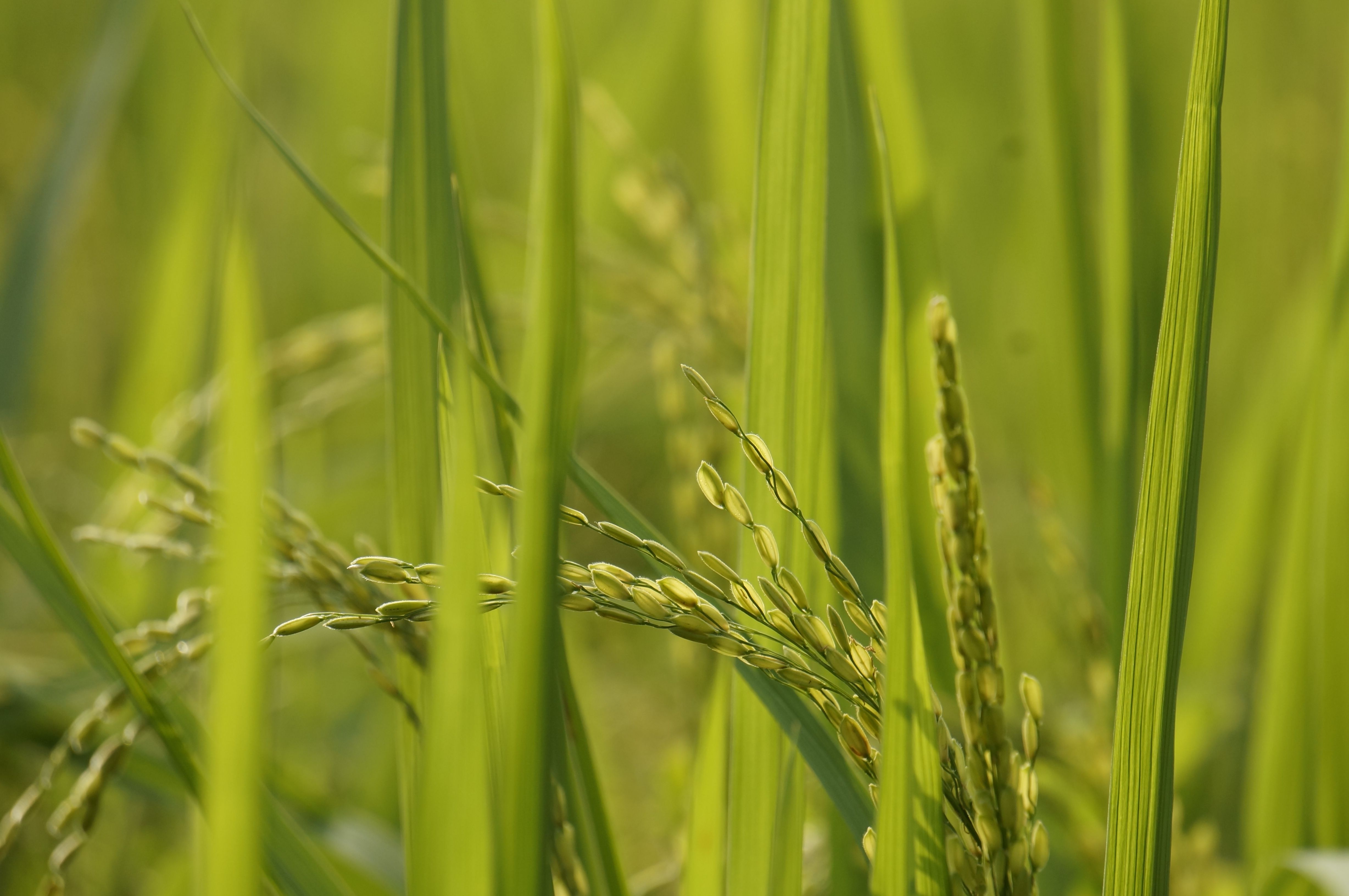 Super kernel basmati rice Pakistan 2026