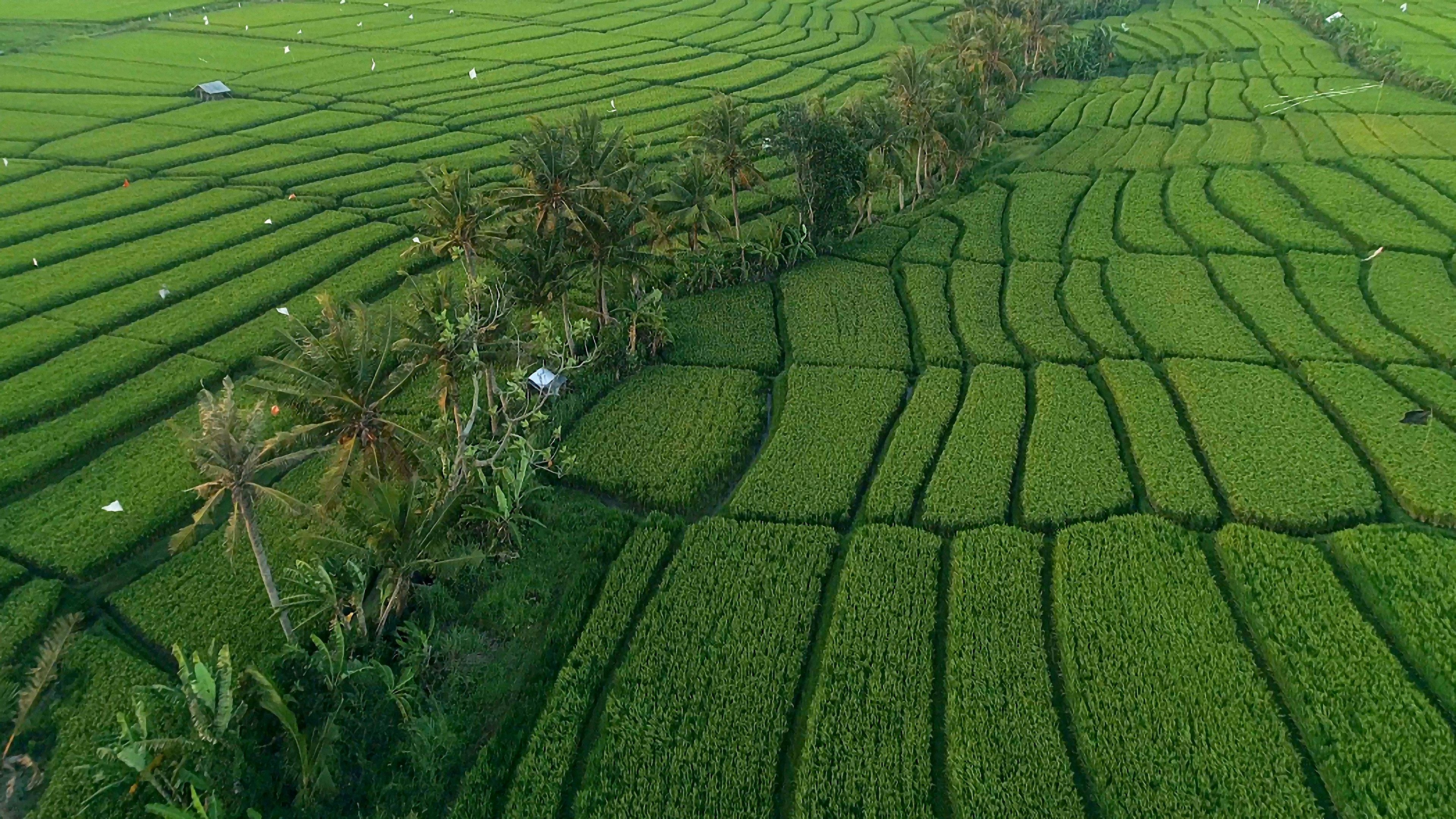 Rice fields Punjab Pakistan basmati