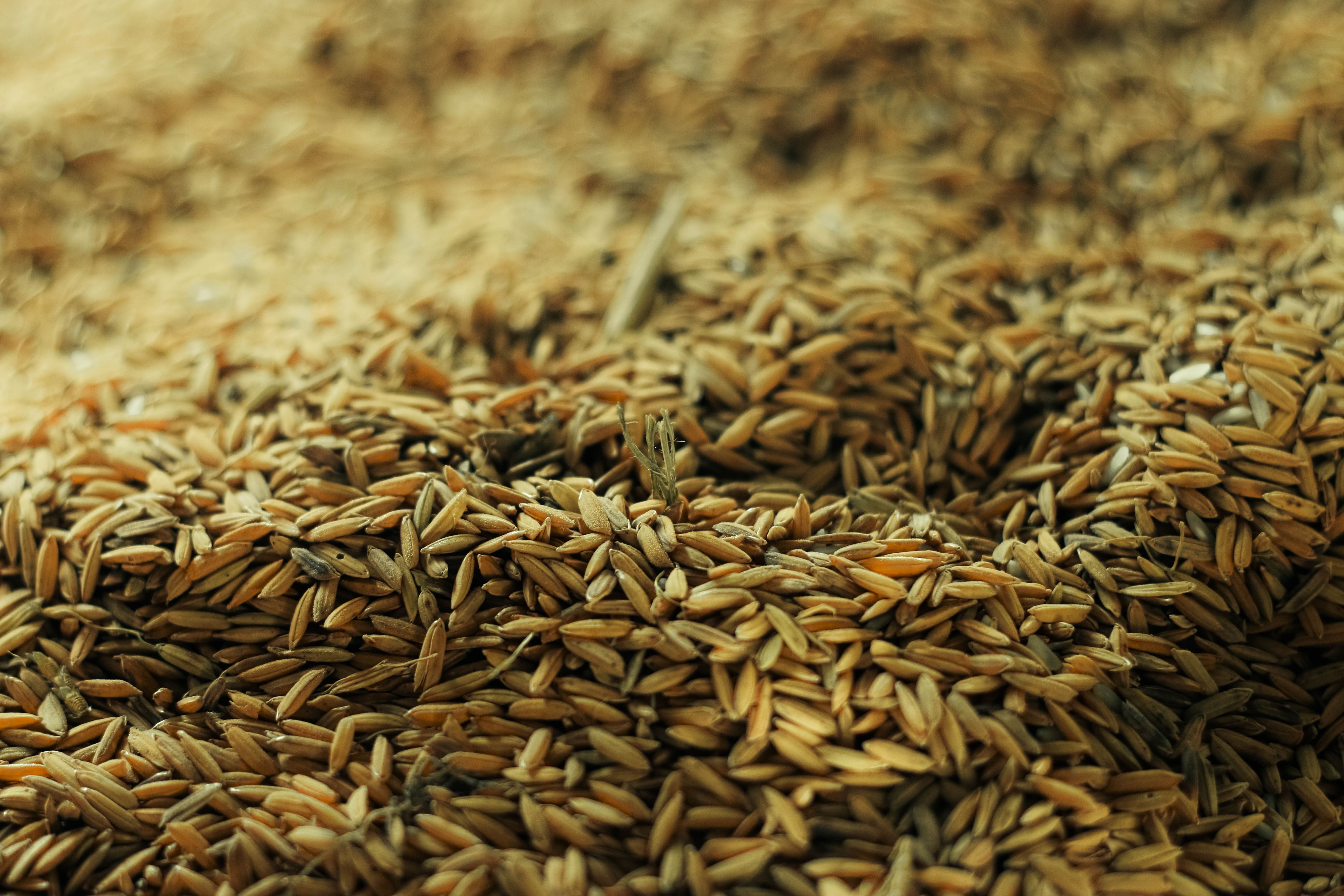 Double steam rice process Pakistan rice mill