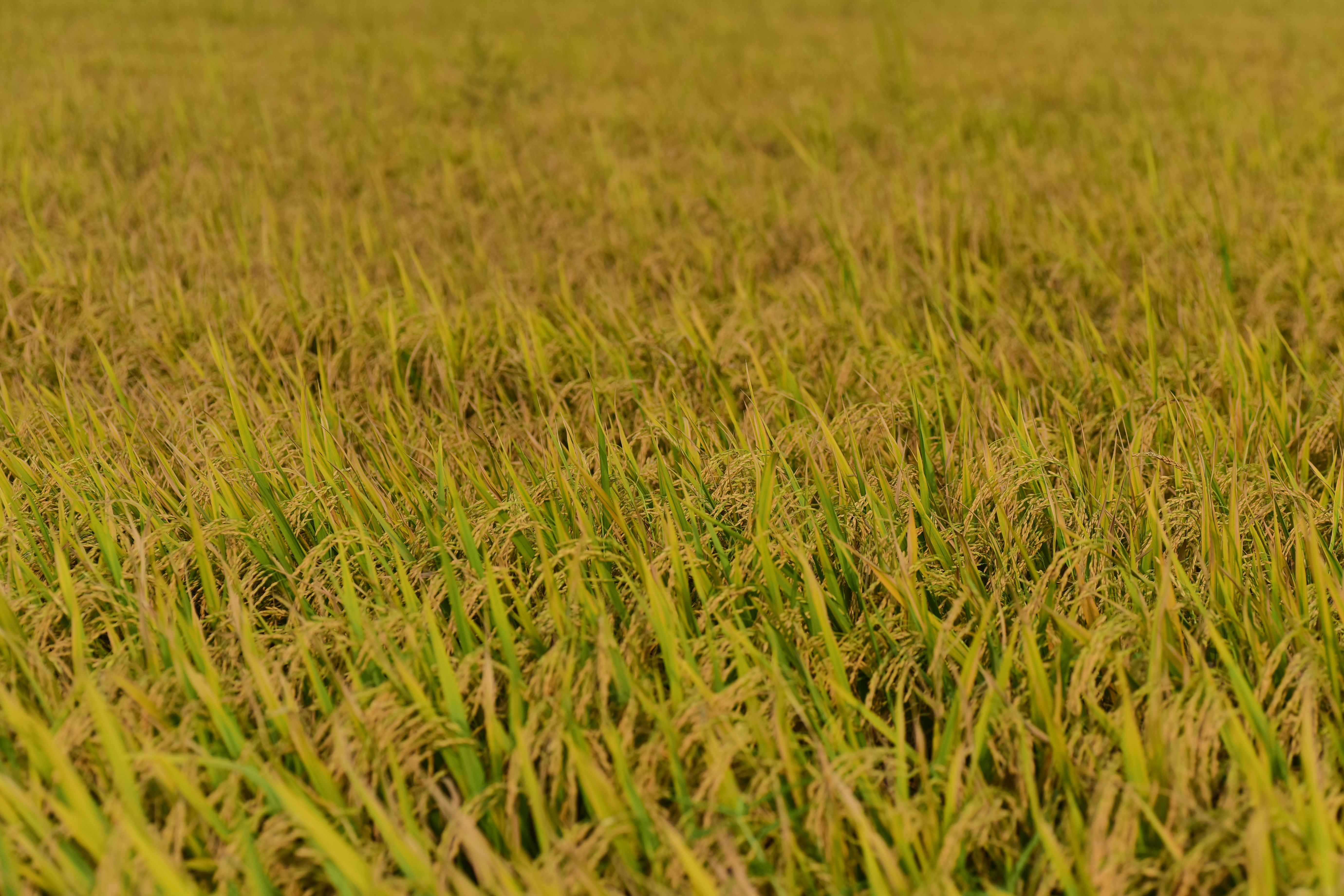 Pakistani rice harvest sella rice production 2026