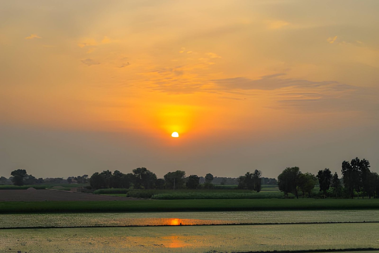 Golden basmati rice fields growing in Punjab